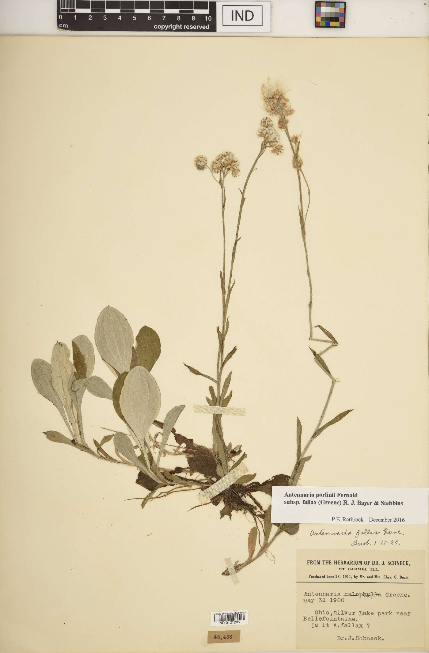 Antennaria parlinii subsp. fallax image