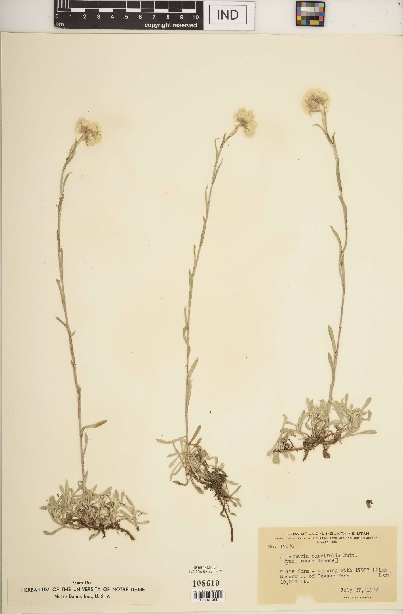 Antennaria parviflora image
