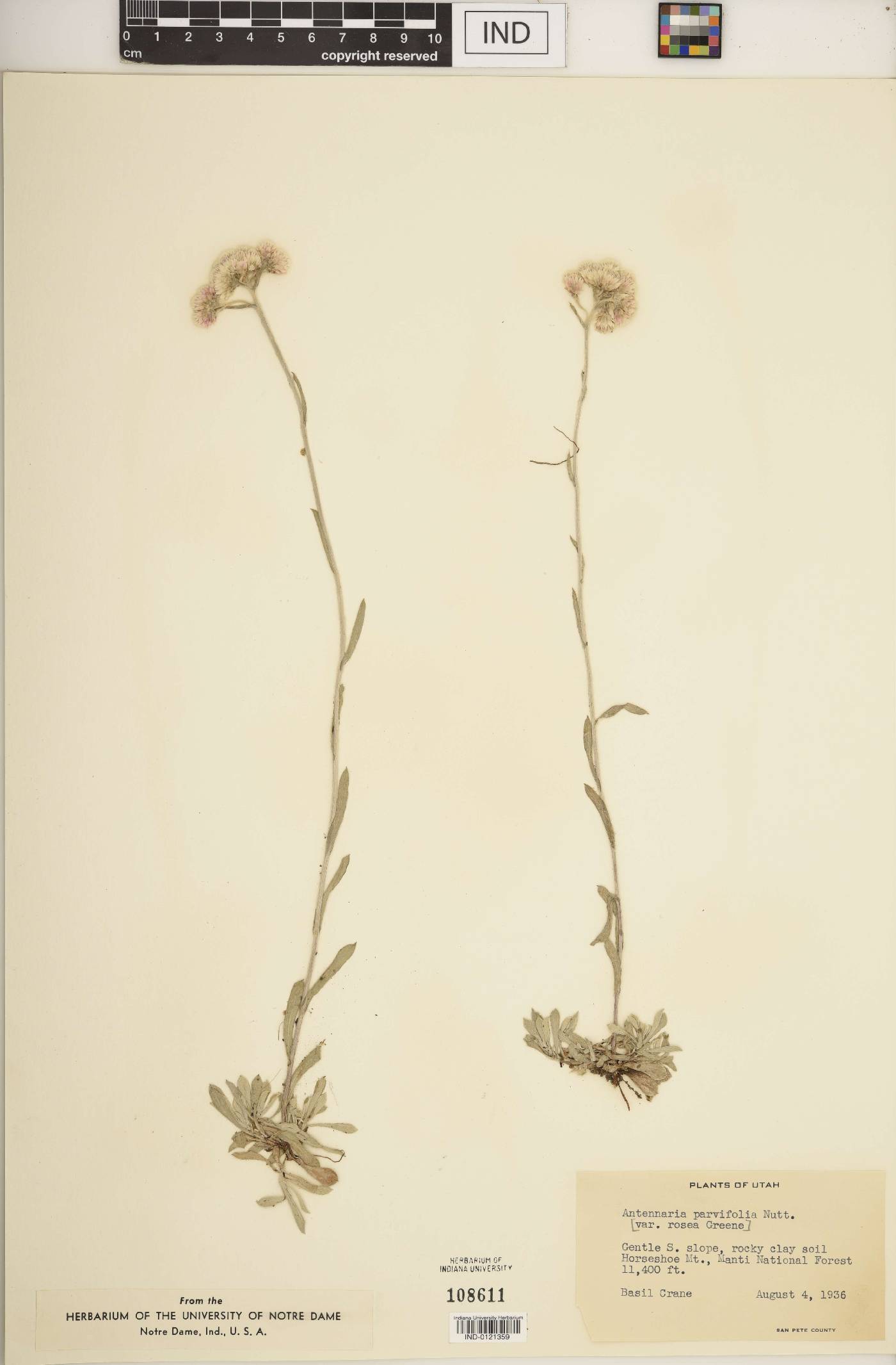 Antennaria parviflora image