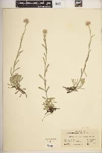 Antennaria rosea image