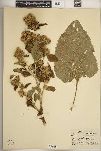 Arctium minus image