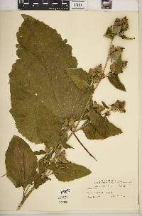 Arctium minus image