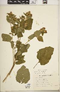 Arctium minus image