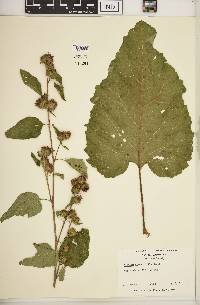 Arctium minus image