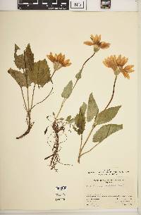 Arnica cordifolia image