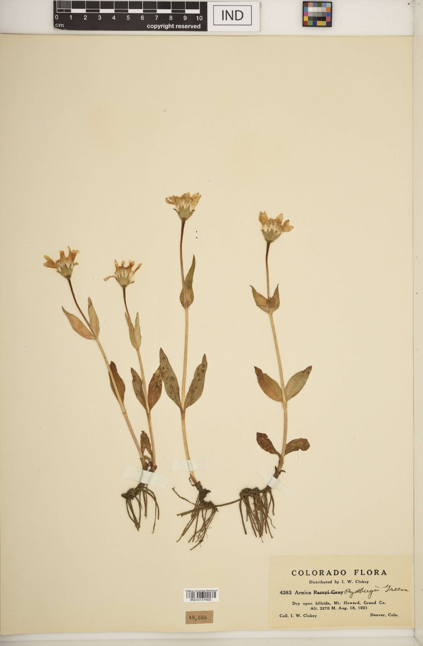 Arnica rydbergii image