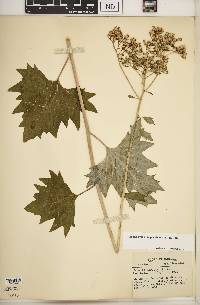 Arnoglossum atriplicifolium image