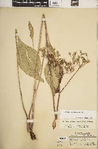 Arnoglossum plantagineum image