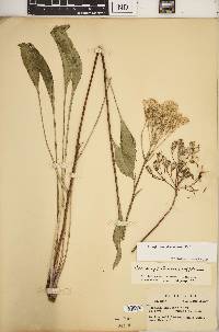 Arnoglossum plantagineum image