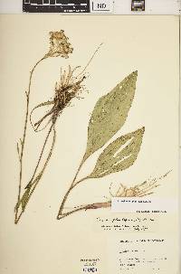 Arnoglossum plantagineum image