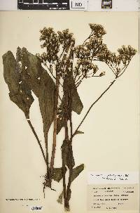 Arnoglossum plantagineum image