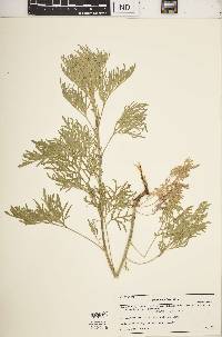 Artemisia absinthium image