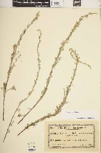 Artemisia alba image