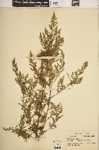 Artemisia annua image