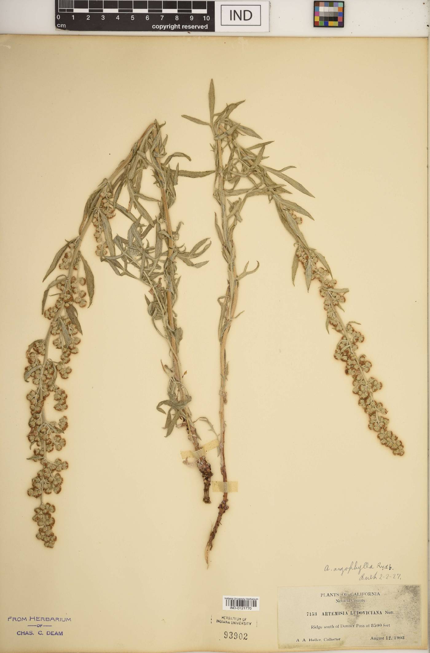 Artemisia argophylla image