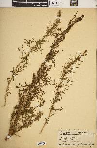 Artemisia biennis image