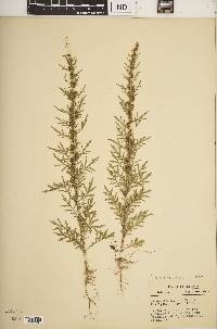 Artemisia biennis image