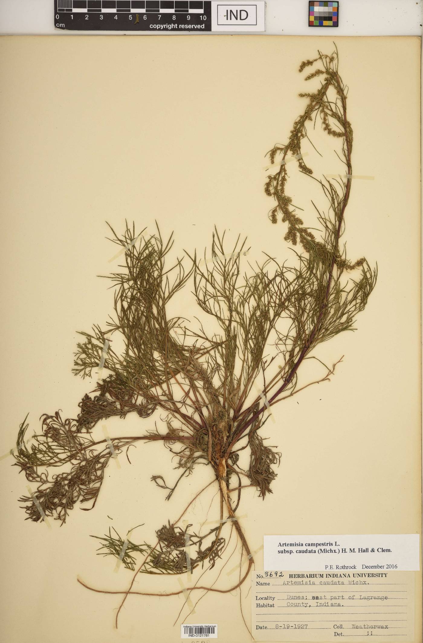 Artemisia campestris subsp. caudata image