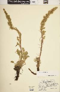 Artemisia borealis image