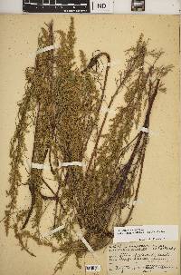 Artemisia campestris subsp. caudata image