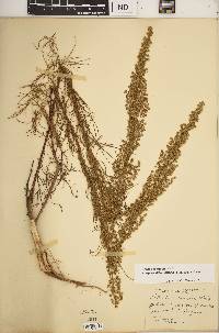 Artemisia campestris subsp. caudata image