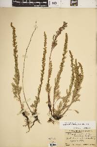 Artemisia campestris subsp. caudata image