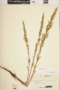 Artemisia campestris image