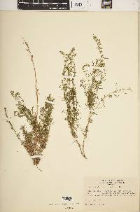 Artemisia carruthii image