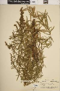 Artemisia dracunculus image