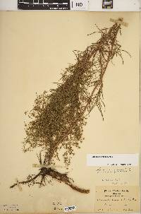 Artemisia dracunculus image