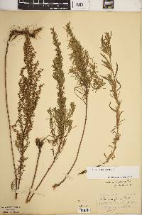 Artemisia dracunculus image