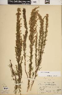 Artemisia dracunculus image