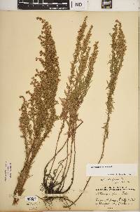 Artemisia dracunculus image