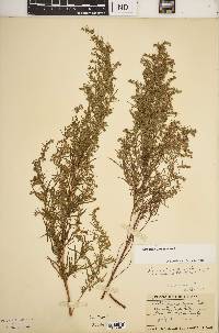 Artemisia dracunculus image