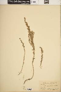 Artemisia frigida image