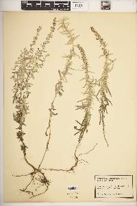 Artemisia longifolia image