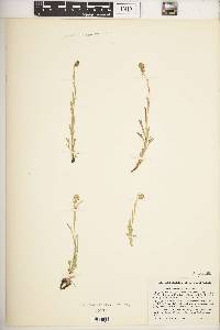 Artemisia pattersoni image