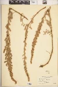 Artemisia pycnocephala image