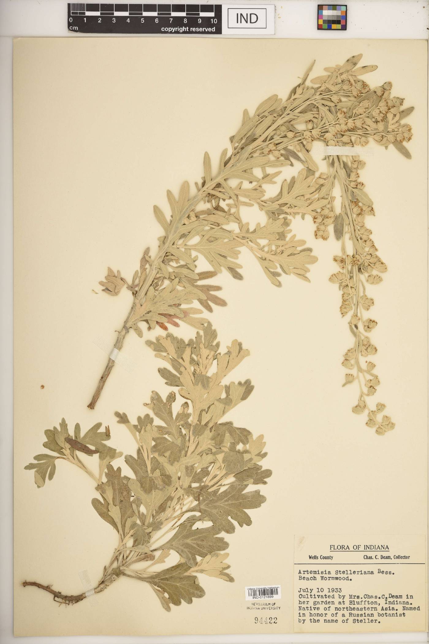 Artemisia stelleriana image