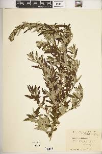 Artemisia vulgaris image