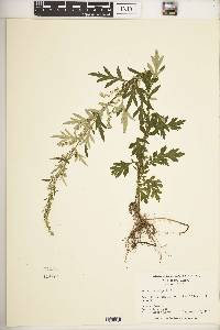 Artemisia vulgaris image