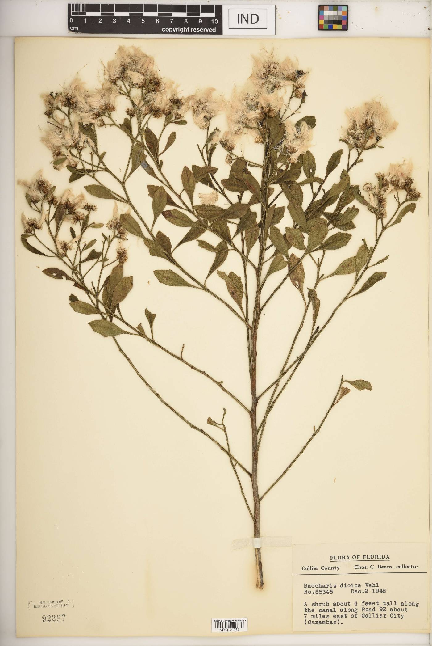 Baccharis dioica image