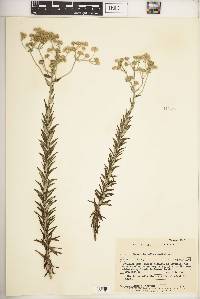 Baccharis helichrysoides image