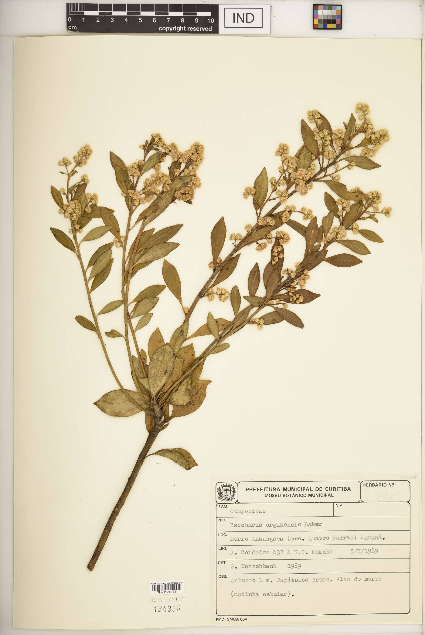 Baccharis organensis image