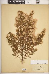 Baccharis pilularis image