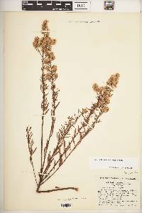 Baccharis pseudotenuifolia image