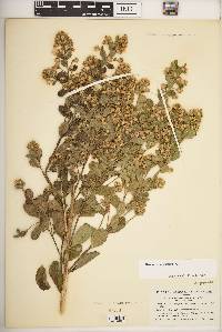 Baccharis retusa image