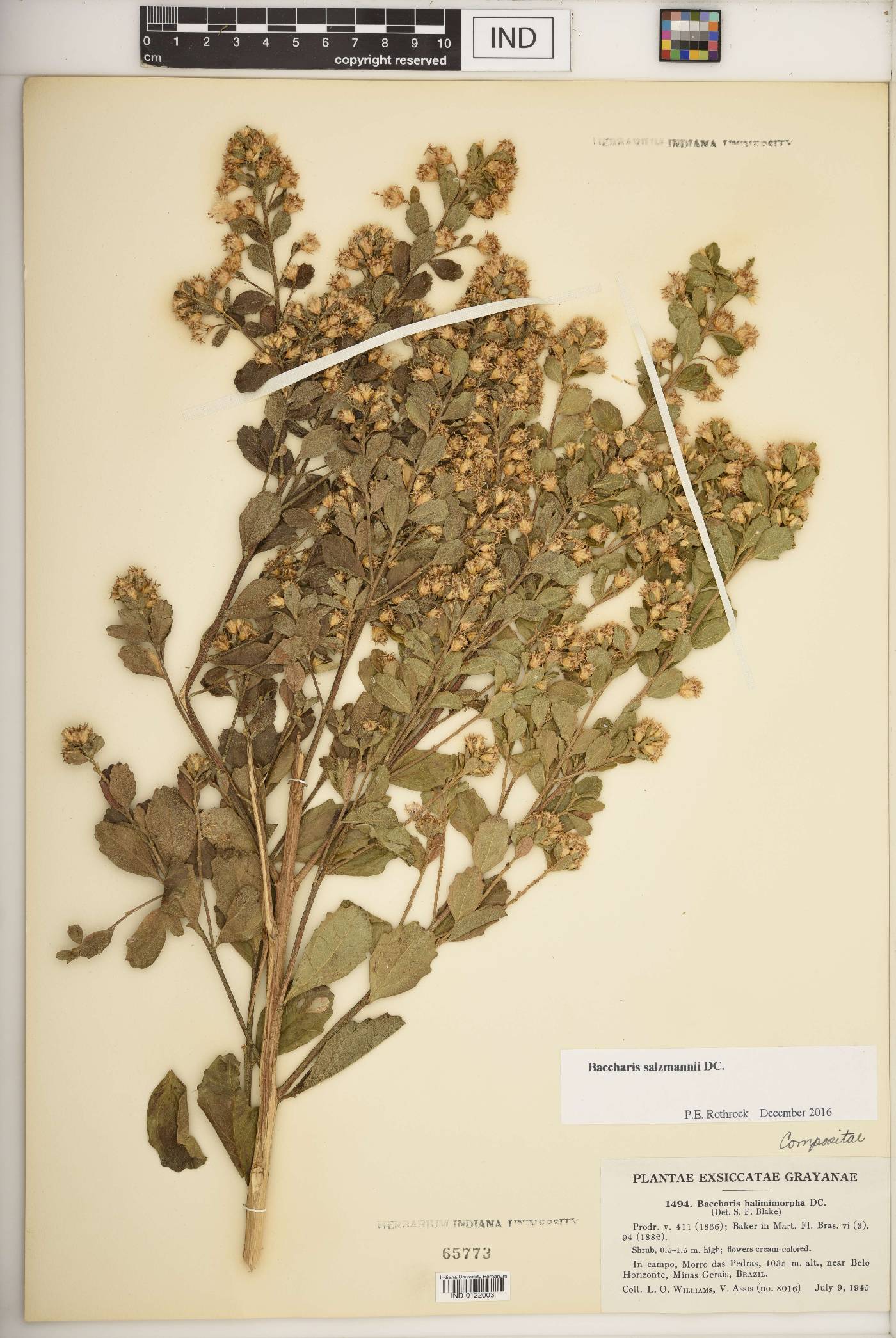 Baccharis retusa image