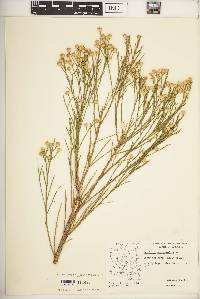 Baccharis sarothroides image