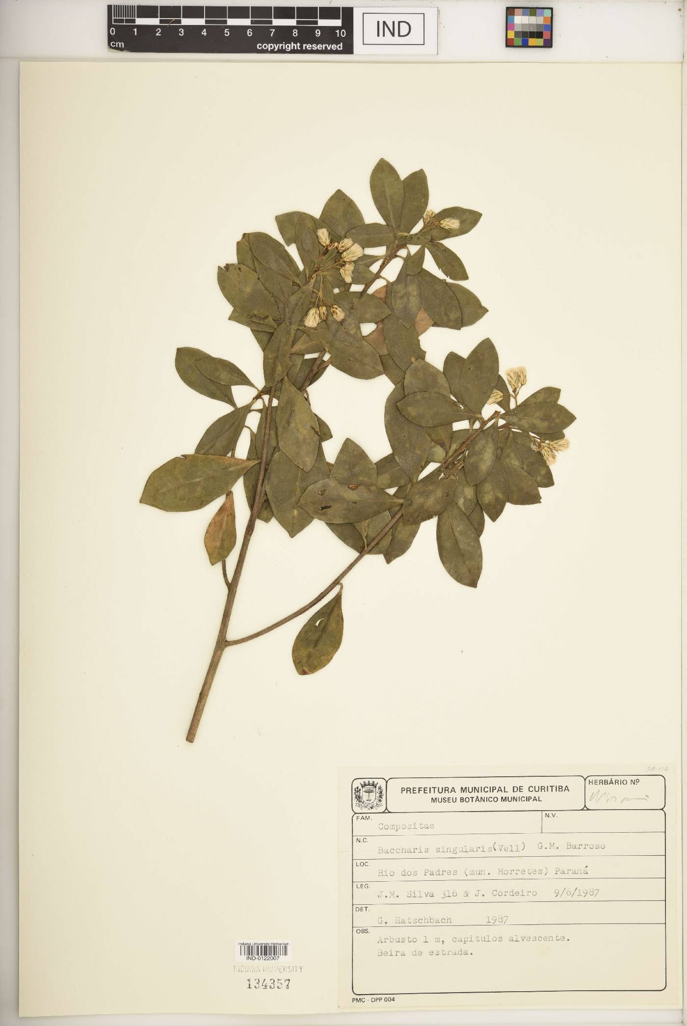 Baccharis singularis image